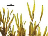 Dictyota spiralis3